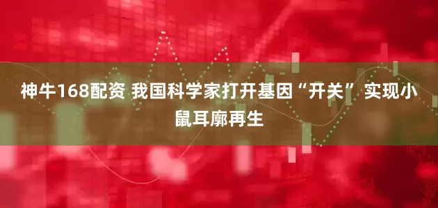 神牛168配资 我国科学家打开基因“开关” 实现小鼠耳廓再生